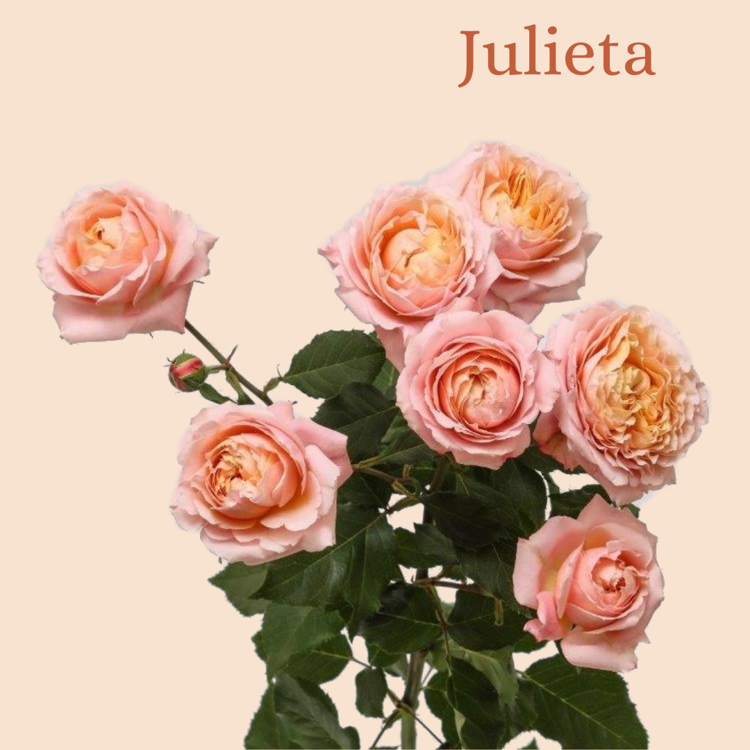 ROSE BR. JULIETA 70